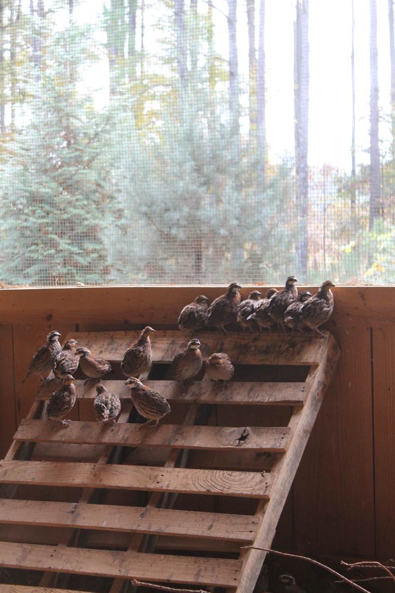 Bobwhite quail perched on stepped wooden roost boards inside the barn