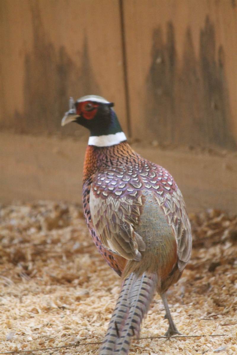 A ring-necked cock pheasant in full colour