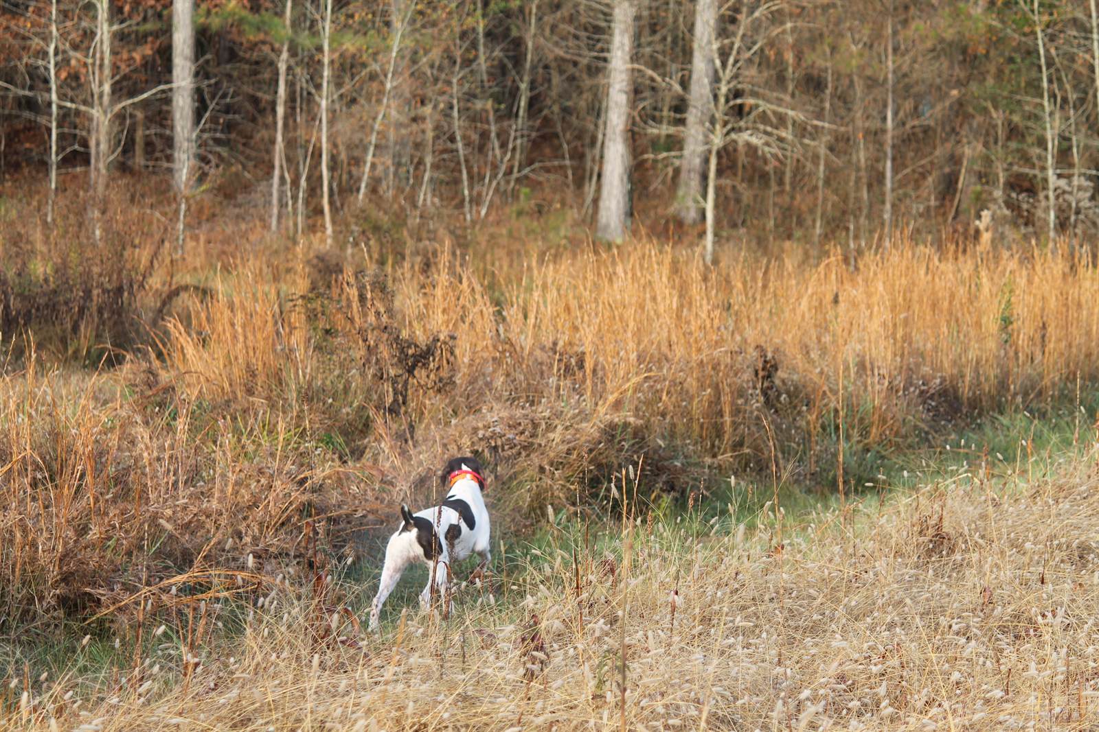 A pointer working the edge of a broomsedge field at DanMar Plantation in late autumn