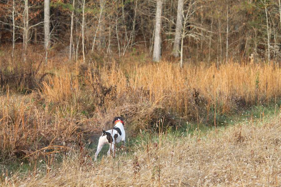 A pointer working a broomsedge edge in late autumn