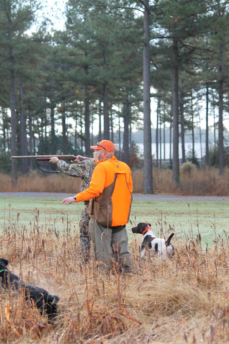 A gun mounted over a steady shorthair with a Labrador waiting in the foreground