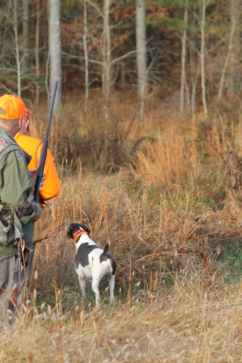 A pointer working the edge of a hardwood draw ahead of two guns