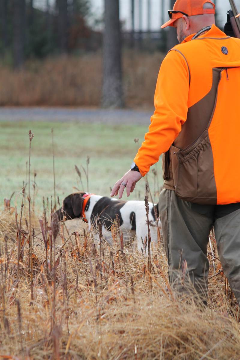A guide in an orange vest reaching down to steady a shorthair on point