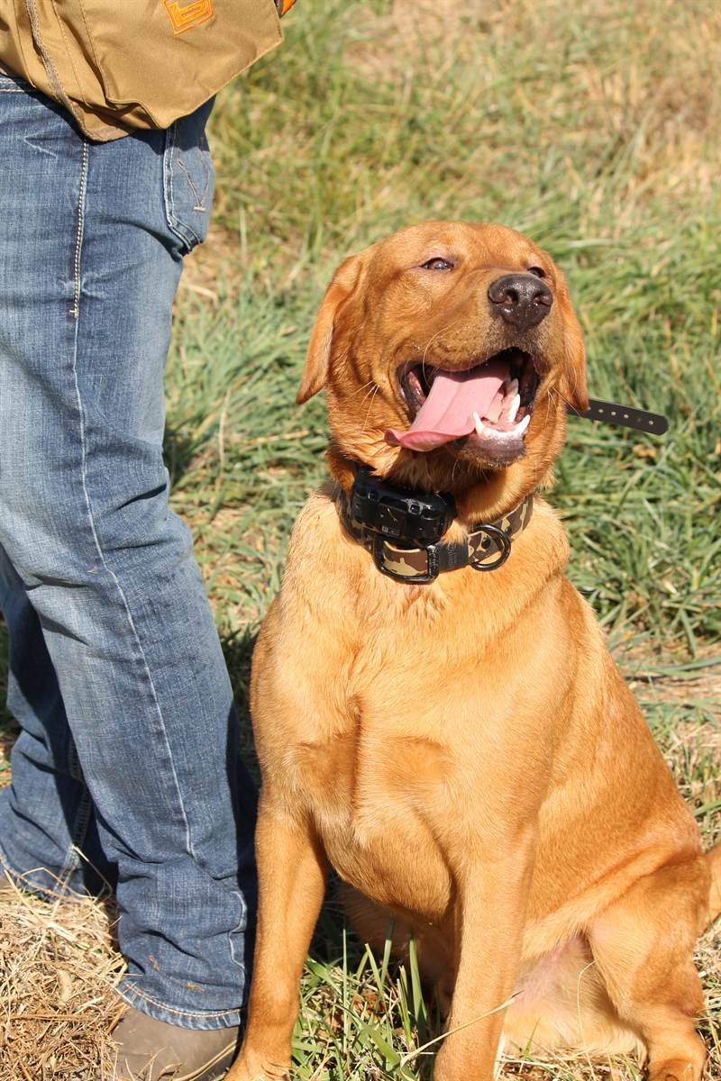 A fox-red Labrador sitting at its handler's knee in the field
