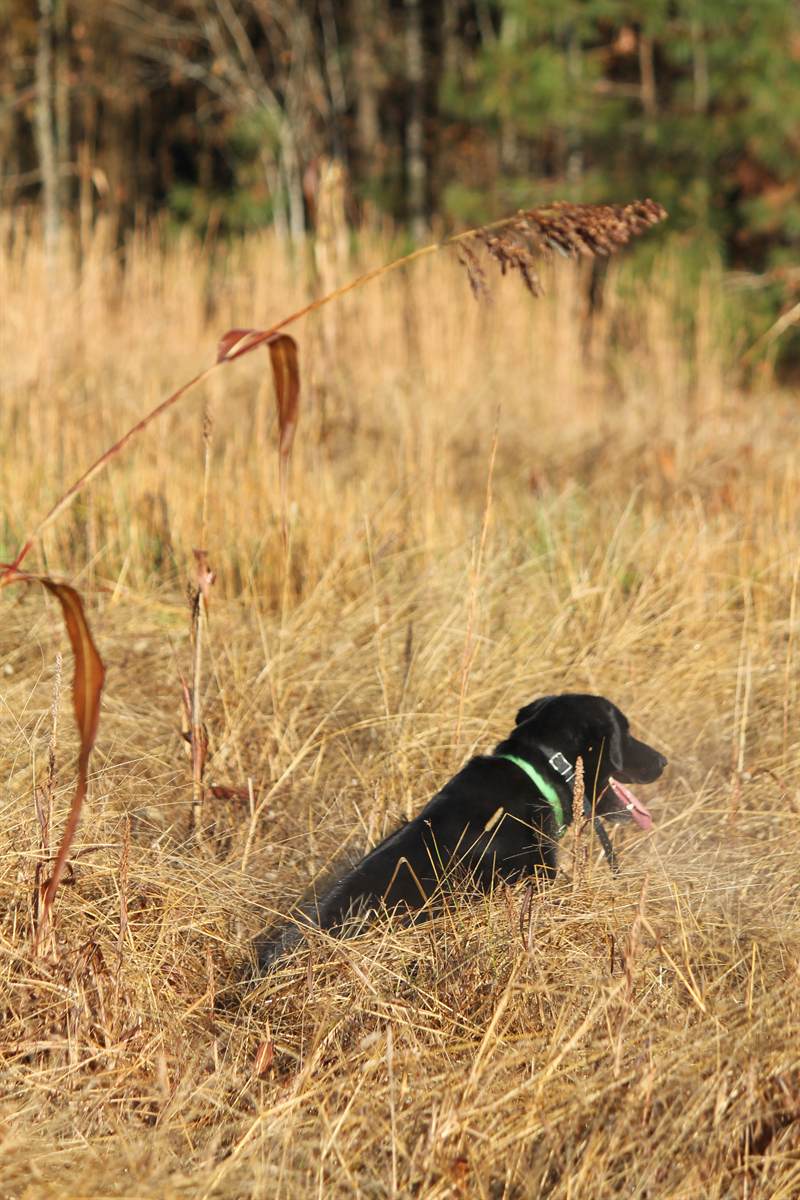 A black Labrador sitting up in golden broomsedge waiting to be sent