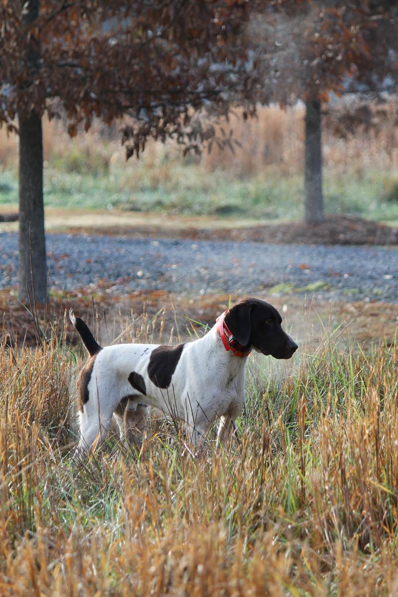 A pointer standing rigid on point beside a gravel track in morning light