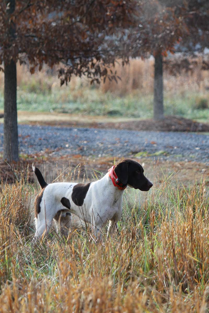 A German shorthaired pointer standing on point in frosted broomsedge