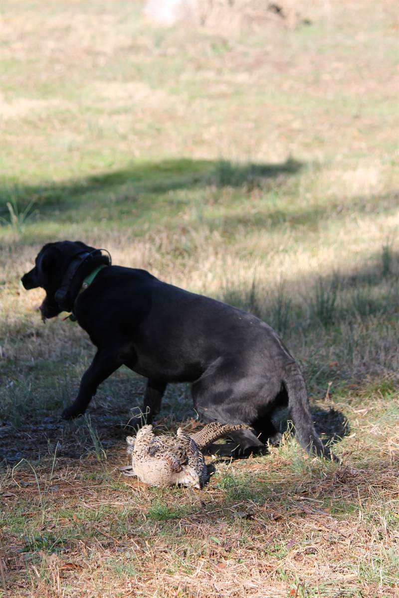 A black Labrador delivering a bird in an open field