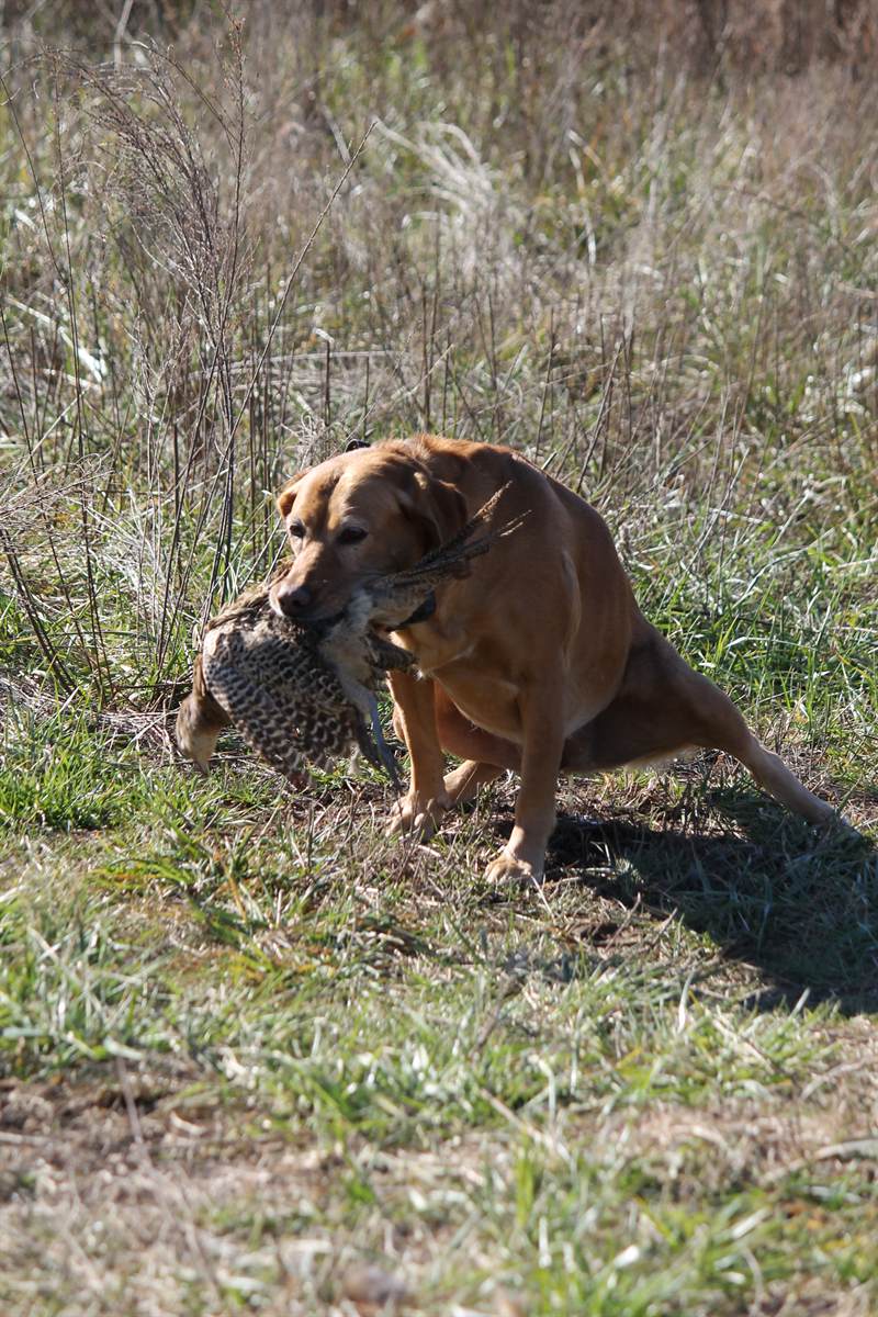 A fox-red Labrador trotting back with a cock pheasant in its mouth