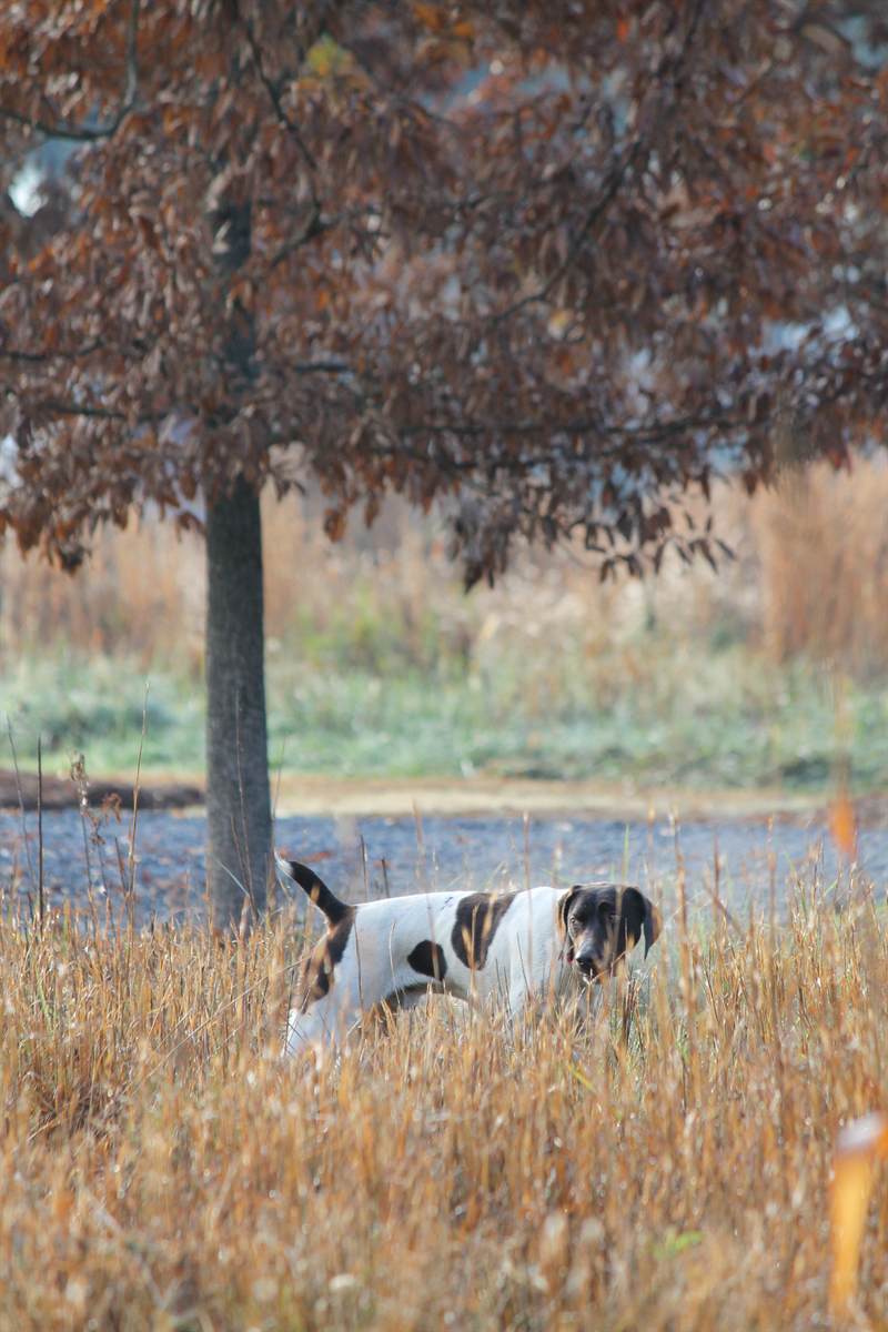 A pointer easing through tall grass under an oak in late autumn colour