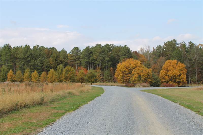 A gravel drive between hardwoods turning gold