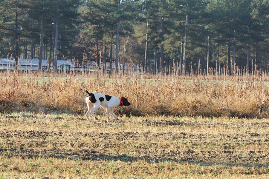 A pointer quartering a field edge