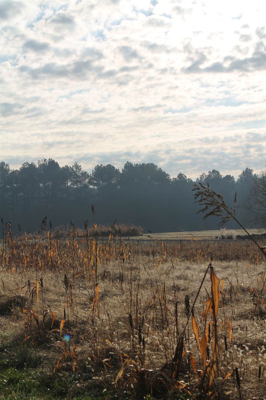 Mist lying over a broomsedge field at first light