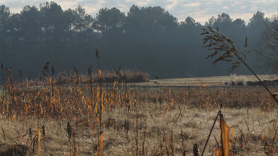 Mist over a broomsedge field at first light