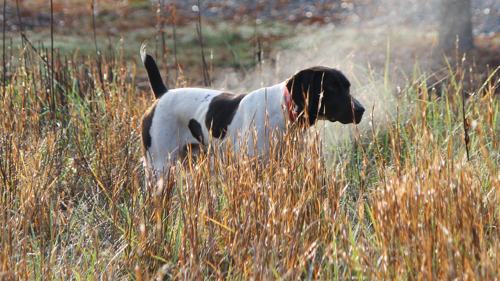 A pointer locked on point in frosted broomsedge at first light
