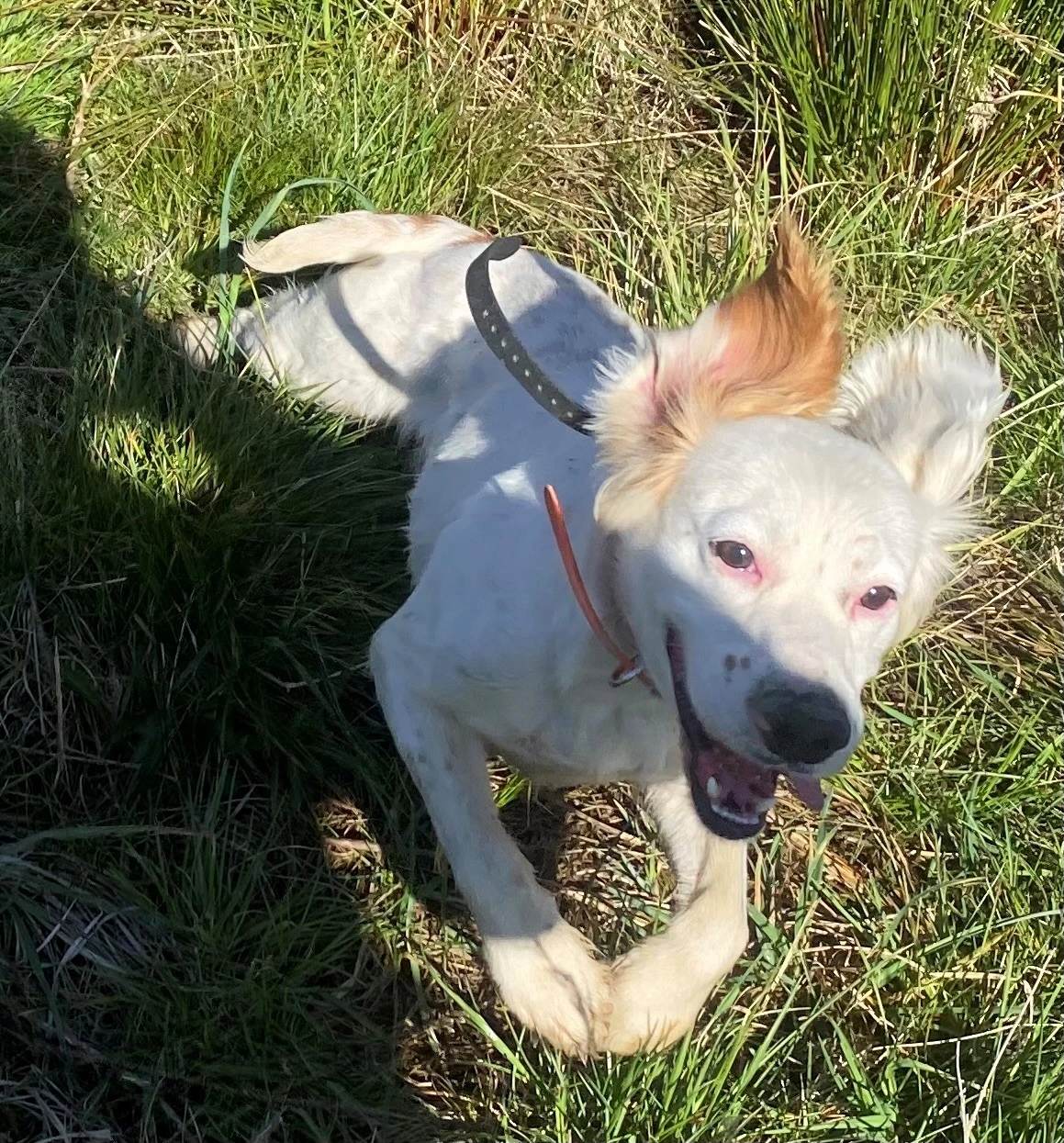 A white and orange setter puppy lying in green grass at DanMar Plantation