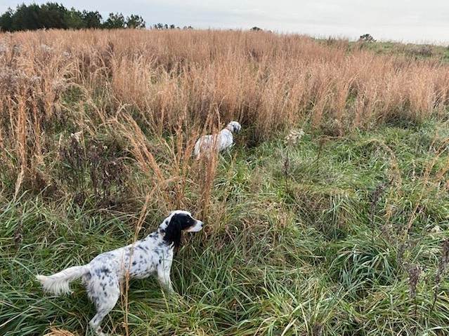 Two English setters locked on point in tall broomsedge, one backing the other