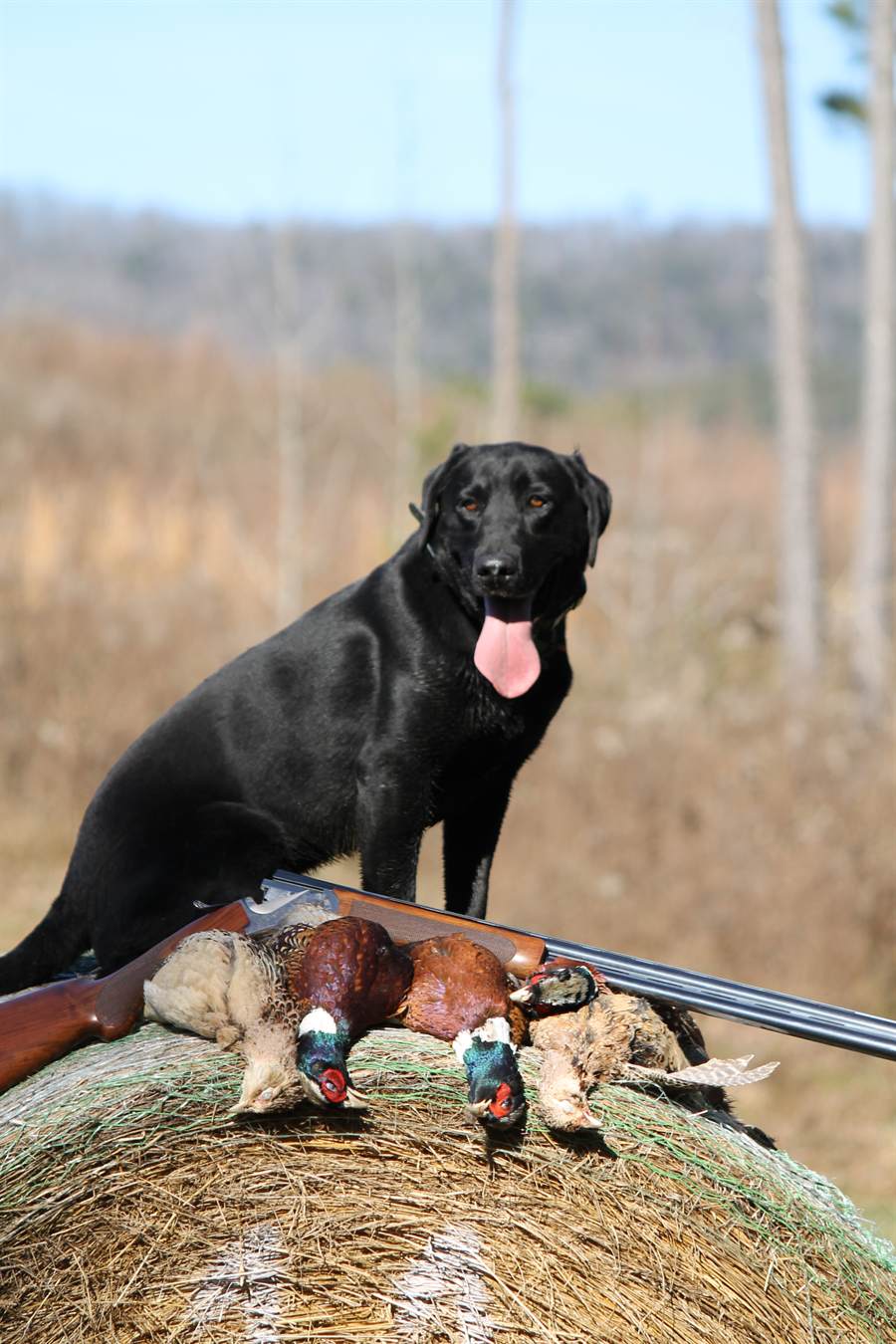 A black Labrador on a hay bale beside a shotgun and pheasants