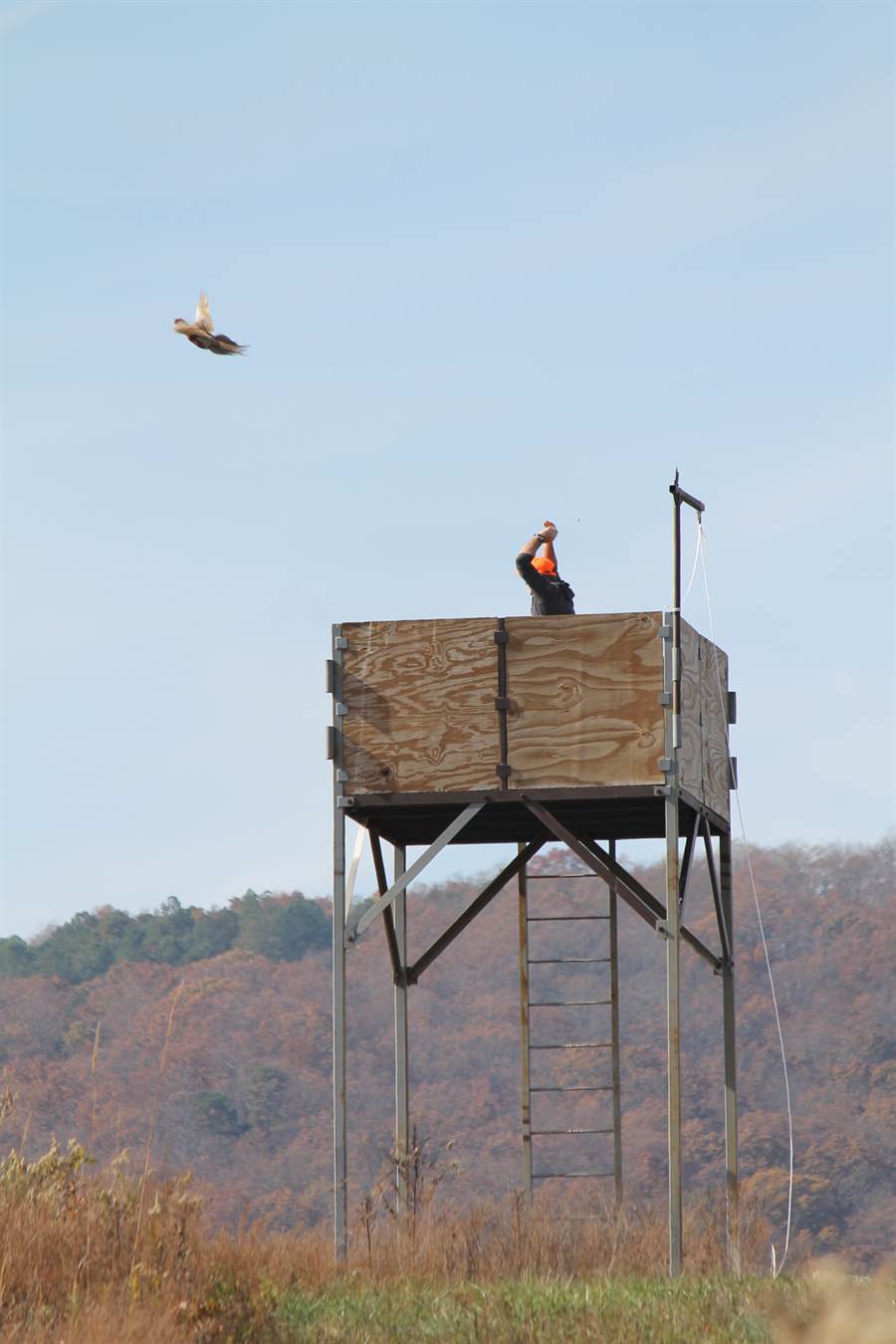 A pheasant flying away from the top of the release tower against a blue sky