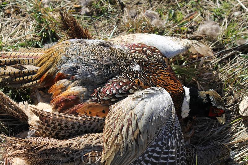 Three cock pheasants laid together in the grass