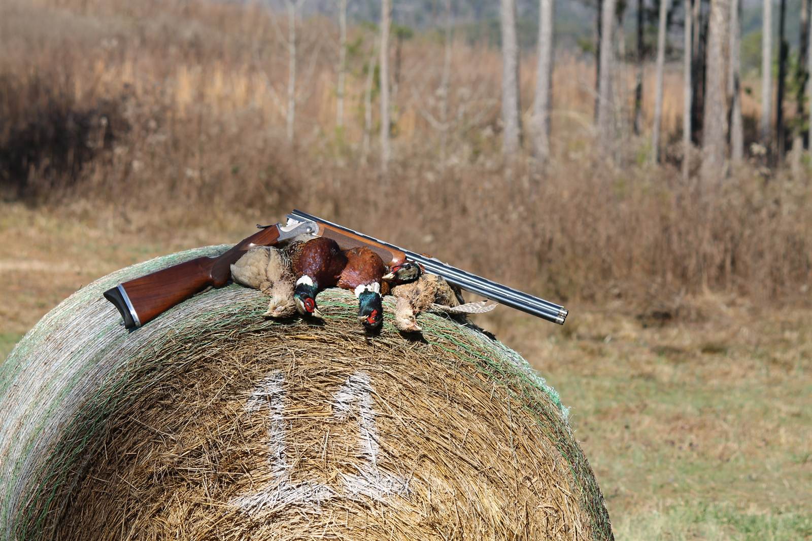 Two shooters firing at high pheasants from a peg beside a round hay bale at DanMar Plantation