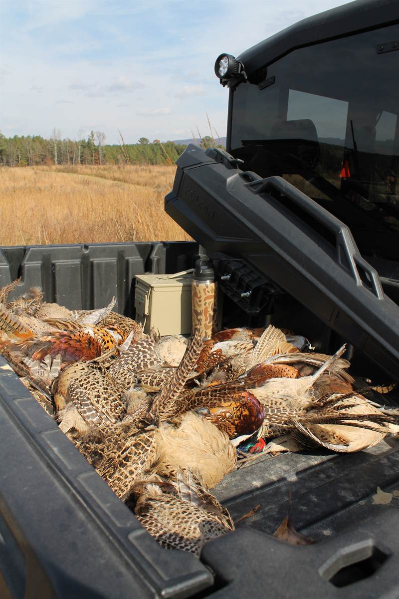The bed of a utility vehicle filled with cock pheasants at the end of a shoot